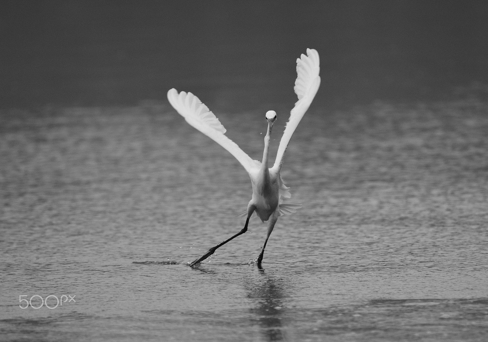 Nikon AF-S Nikkor 200-500mm F5.6E ED VR sample photo. Groove to the music...... photography