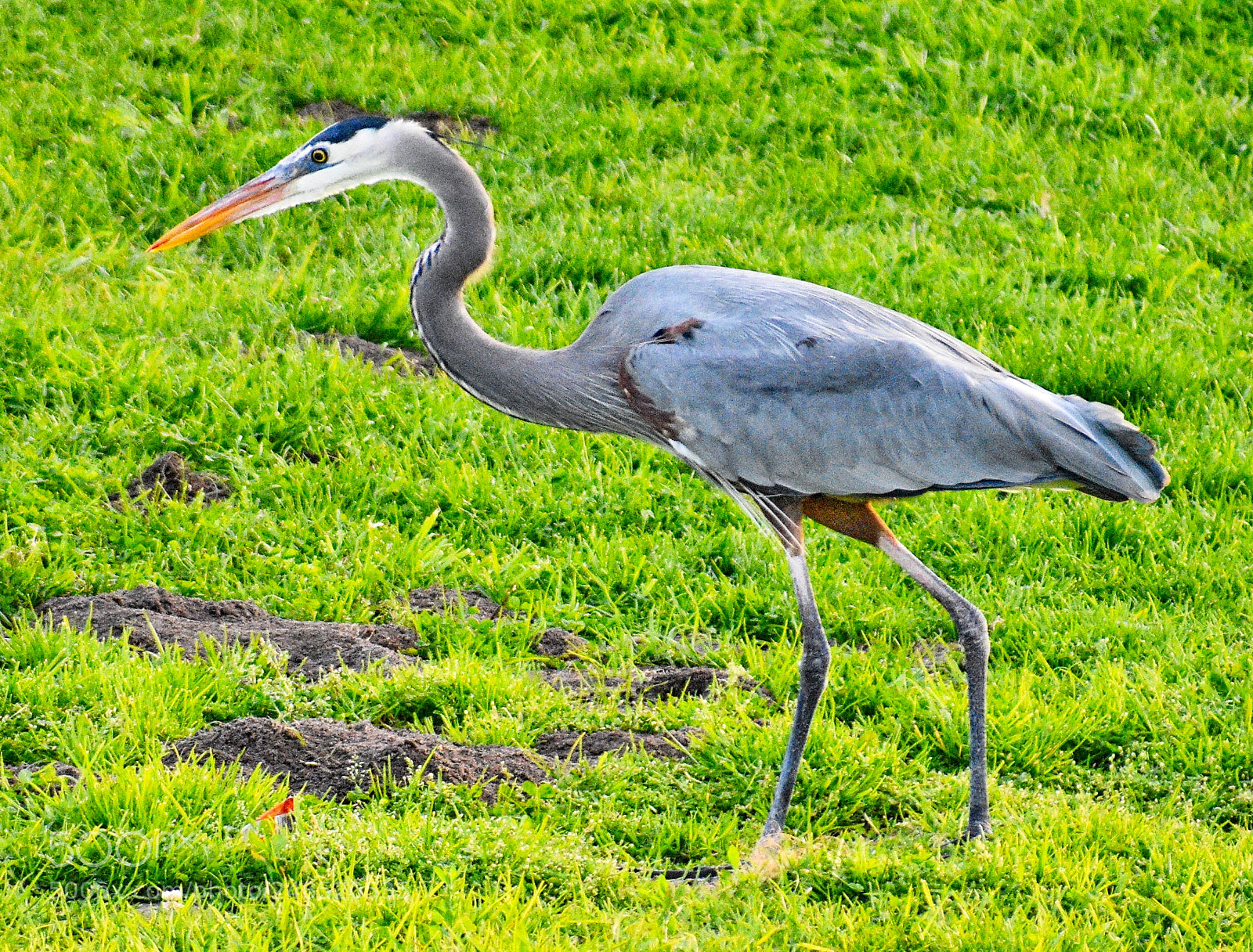 Nikon D7200 sample photo. A blue heron walking photography