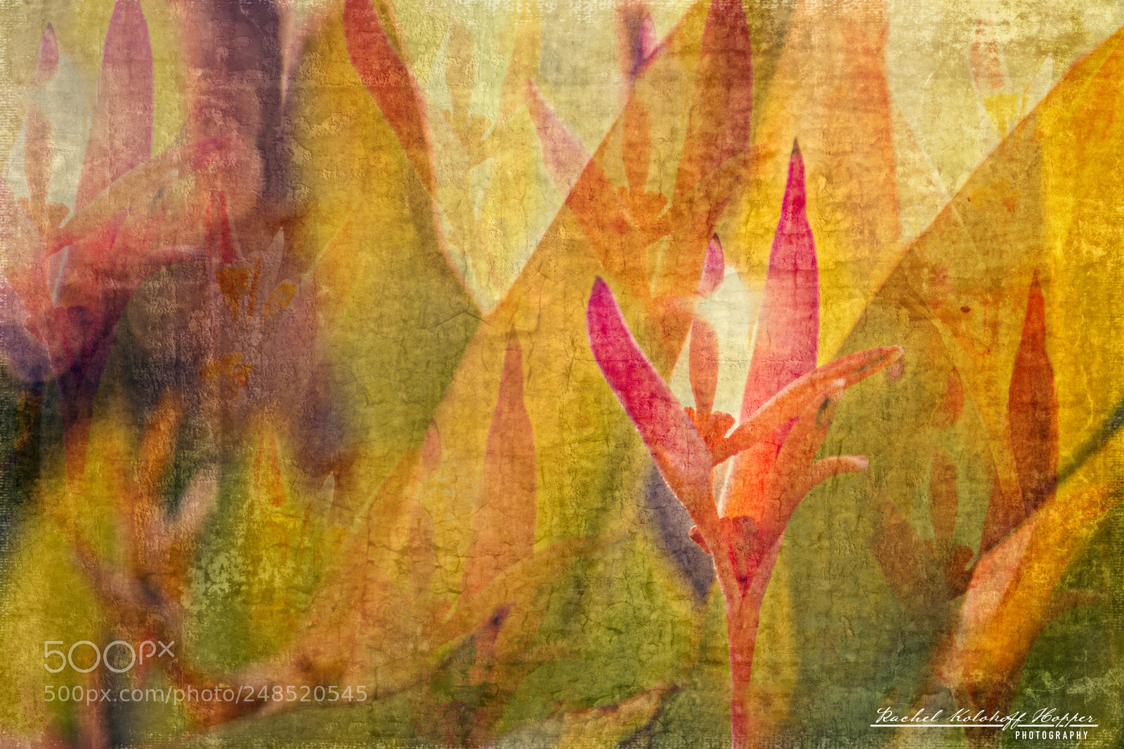 Nikon D500 sample photo. Mexican garden photography