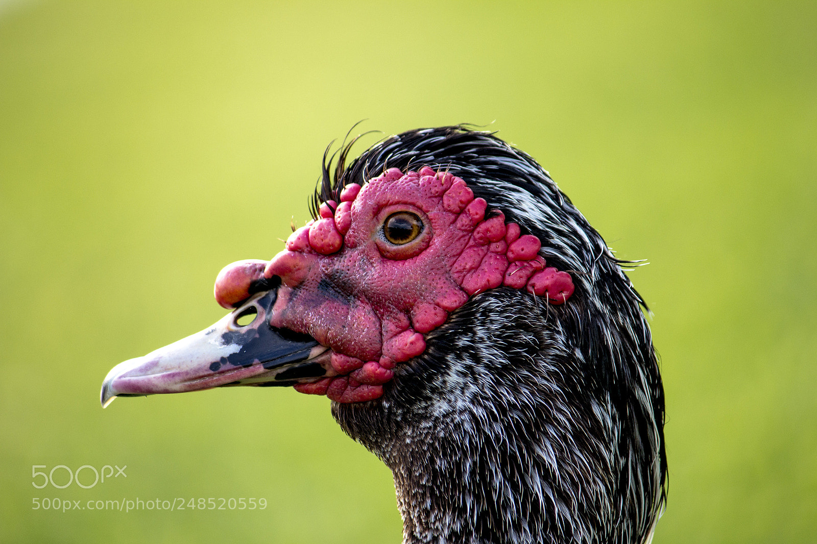 Canon EOS 60D sample photo. Duck profile photography