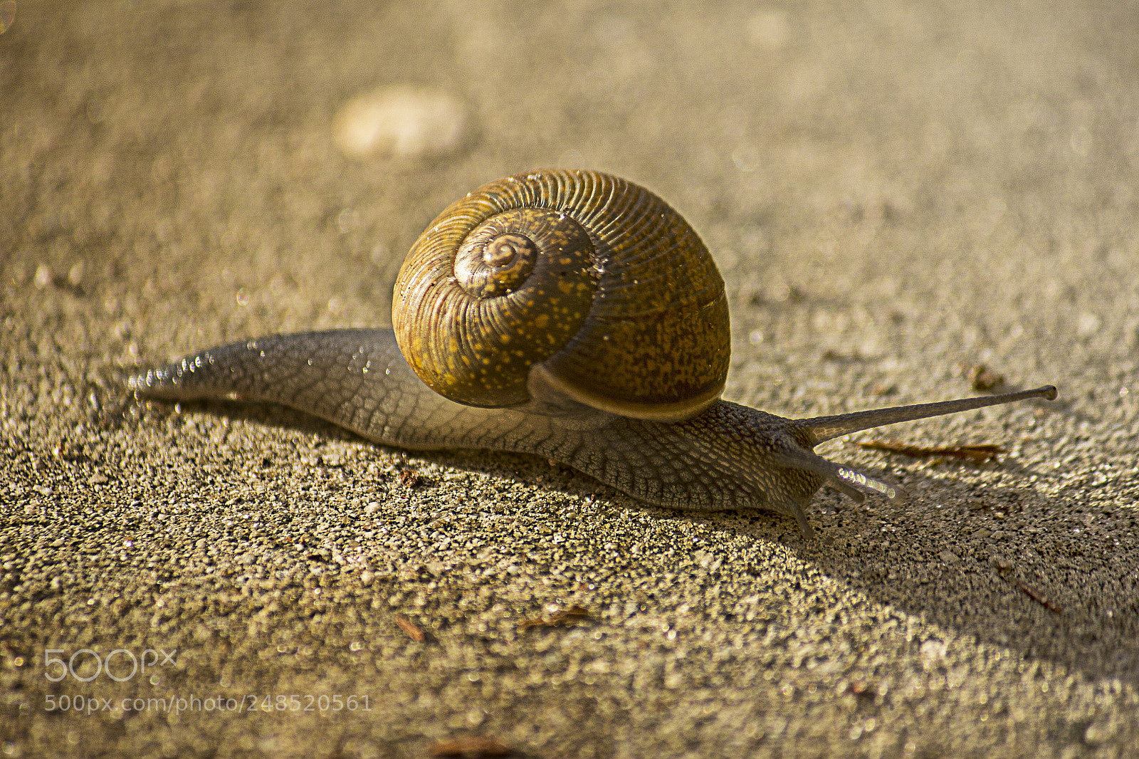 Canon EOS 60D sample photo. Snail photography