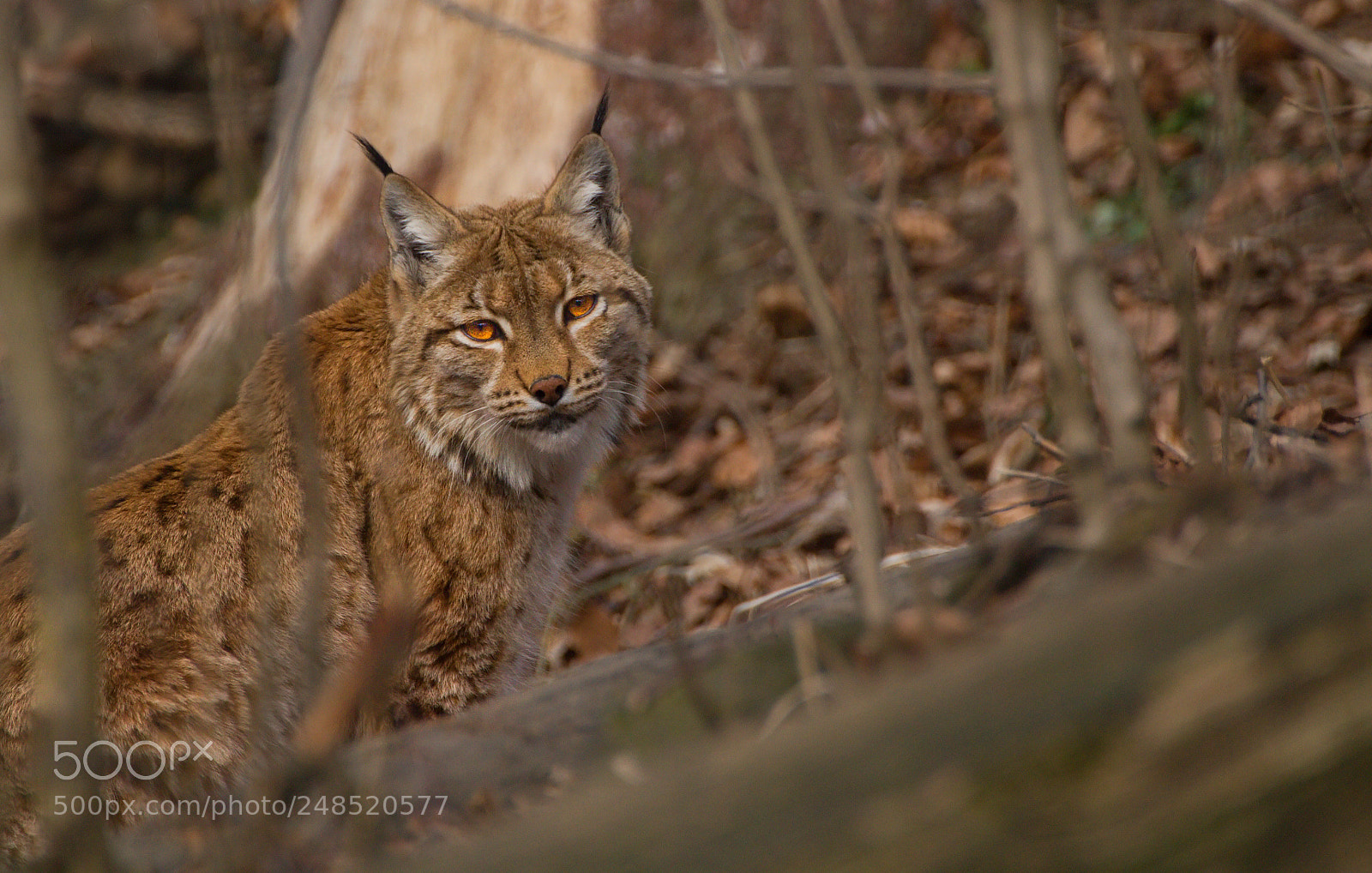 Canon EOS 100D (EOS Rebel SL1 / EOS Kiss X7) sample photo. Eurasian lynx (lynx lynx) photography