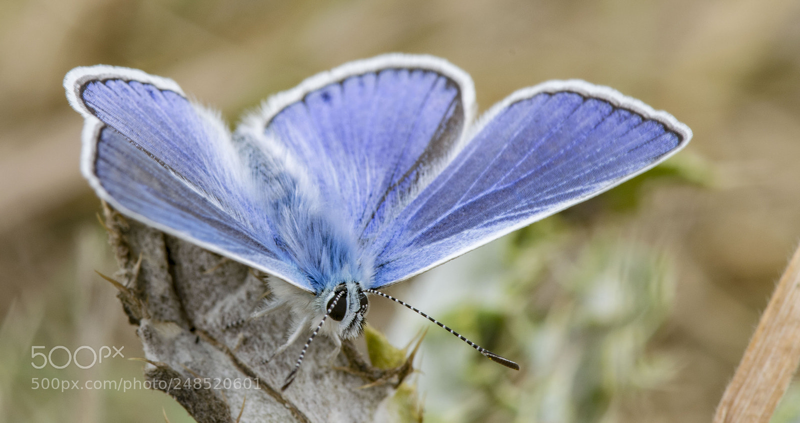 Nikon D5300 sample photo. Papillon bleu azure lysandra photography
