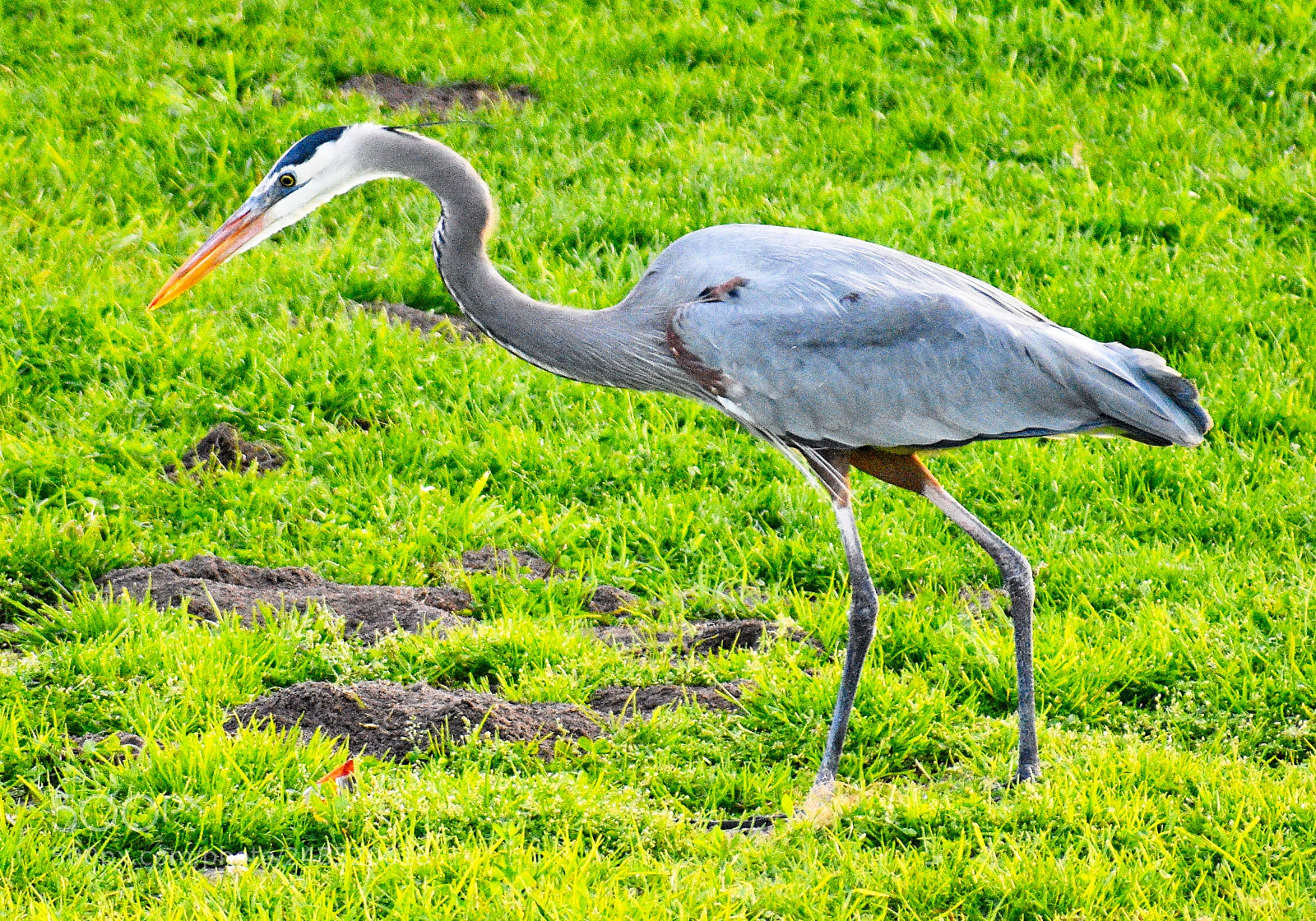 Nikon D7200 sample photo. A blue heron walking photography