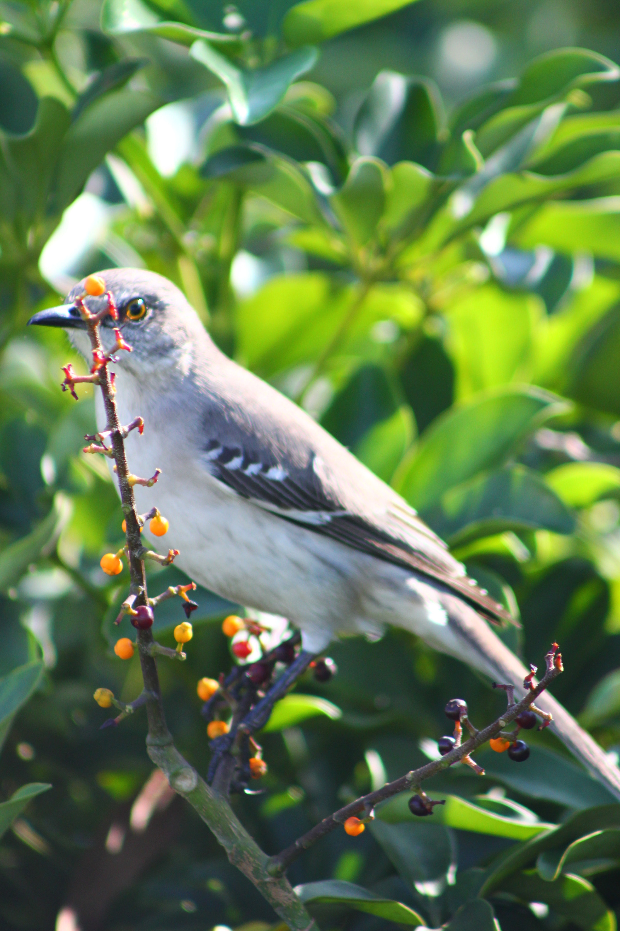 Canon EF 75-300mm f/4-5.6 sample photo. Img photography