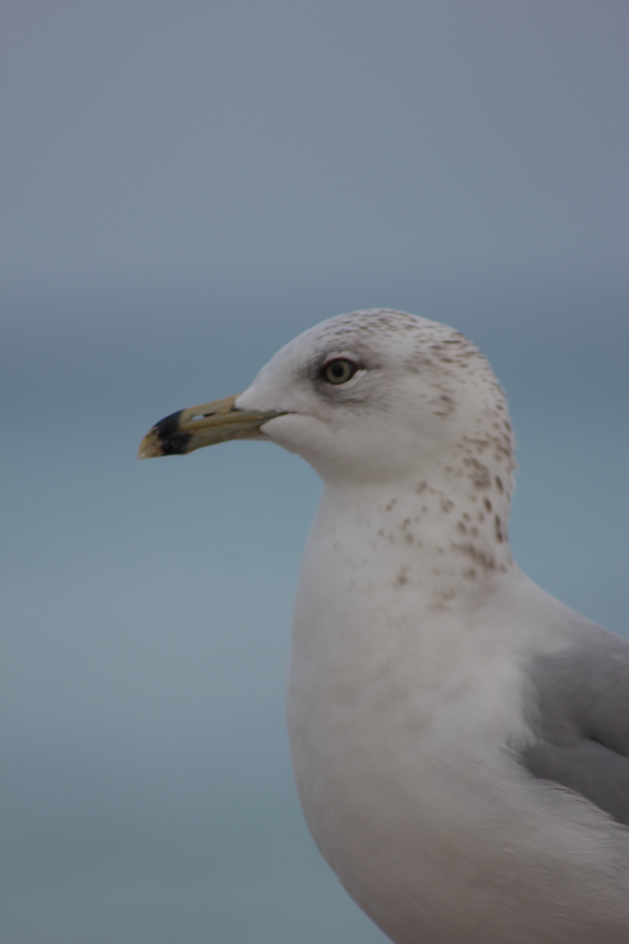 Canon EF 75-300mm f/4-5.6 sample photo. Img photography