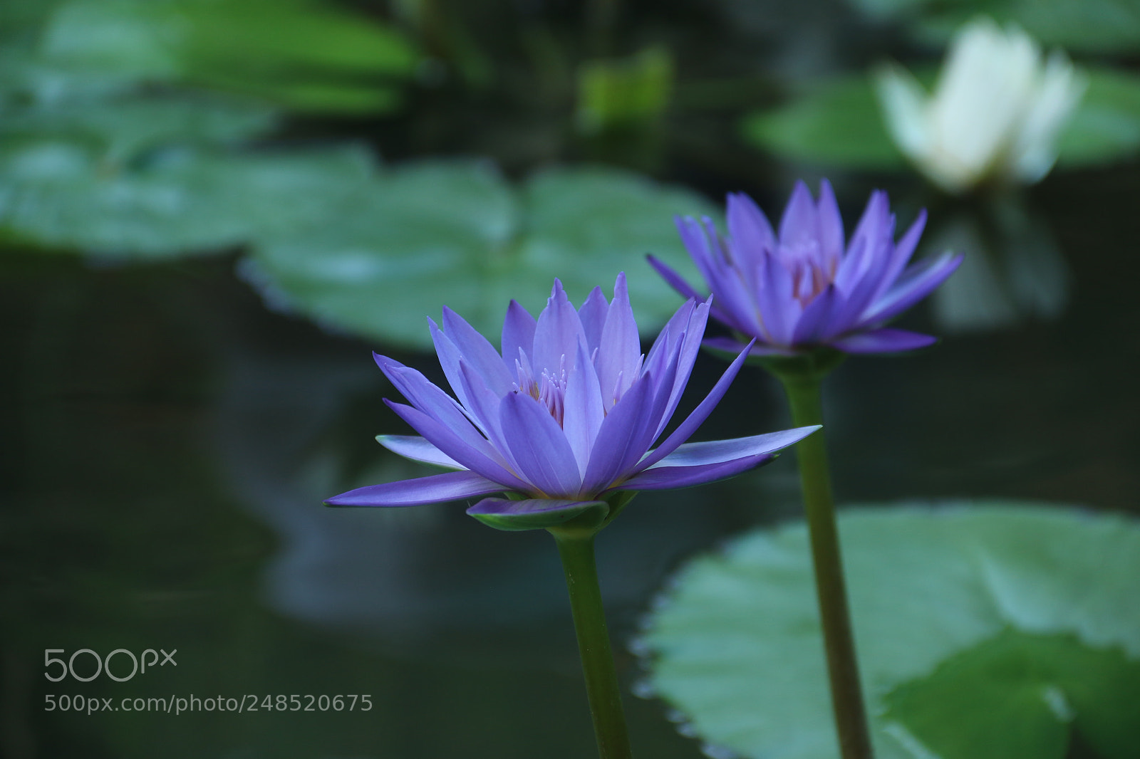 Canon EF-S 18-135mm F3.5-5.6 IS sample photo. Untitled photography