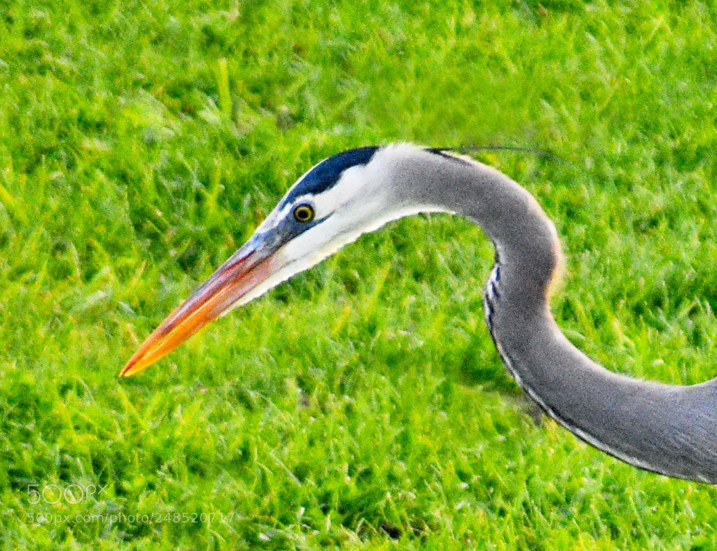 Nikon D7200 sample photo. A blue heron portrait photography