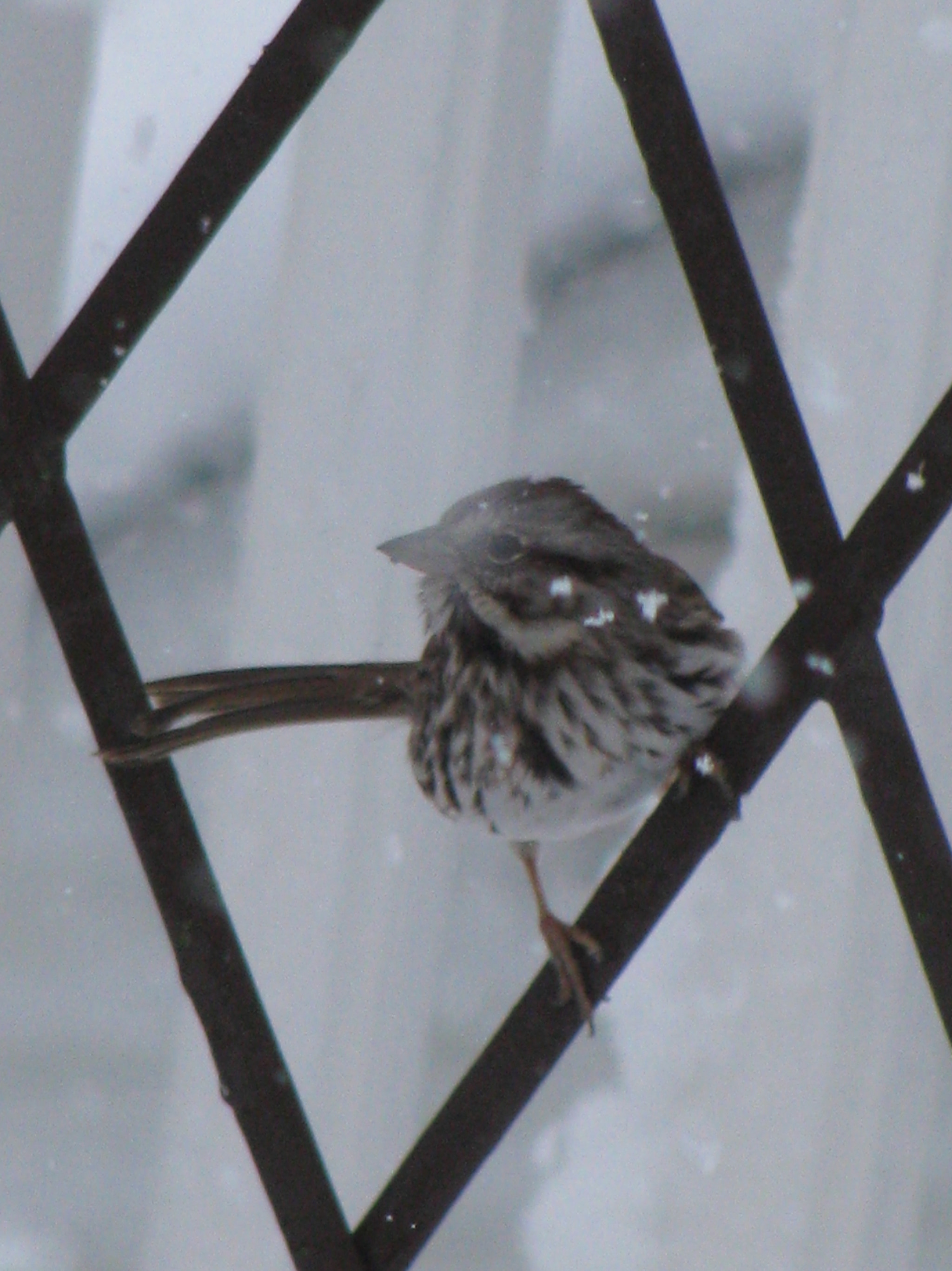 Canon POWERSHOT SX100 IS sample photo. Birds in noreaster 2018 photography