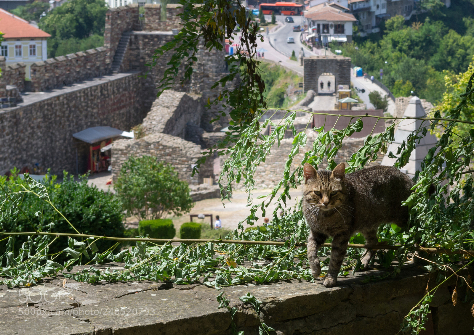 Nikon D3100 sample photo. Cat walking around a photography