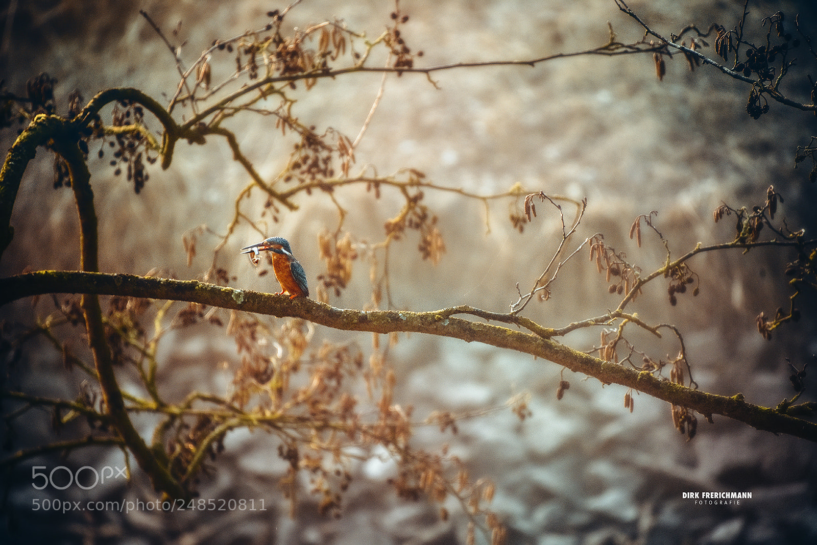 Nikon D810 sample photo. Kingfisher photography