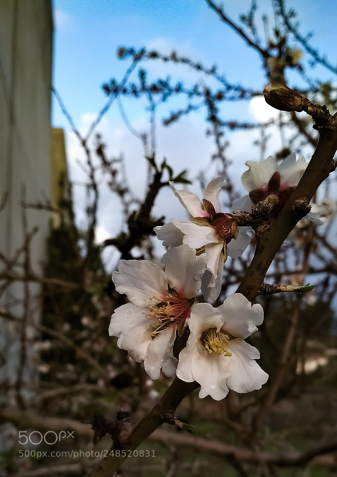 Xiaomi Redmi 4X sample photo. Untitled photography