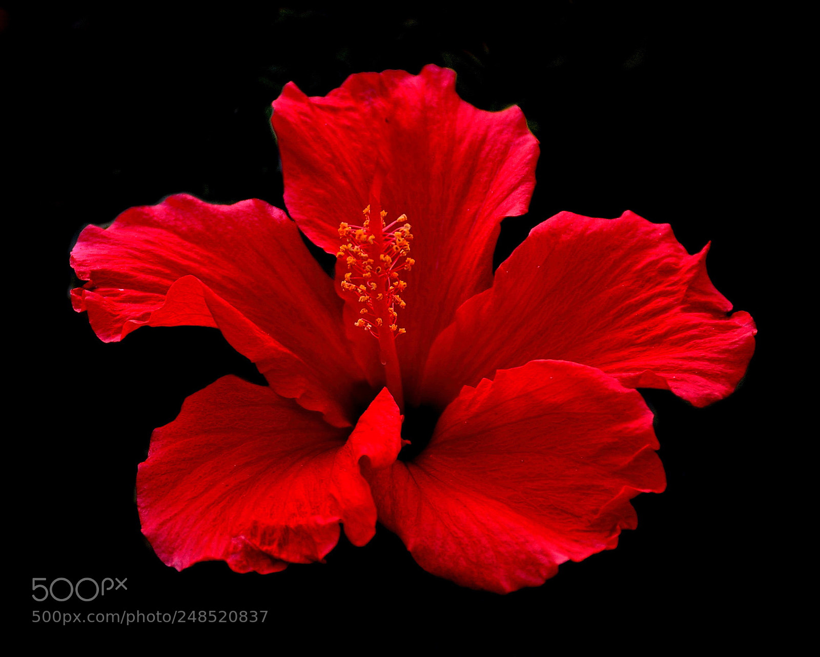 Nikon D7200 sample photo. Red hibiscus flower photography