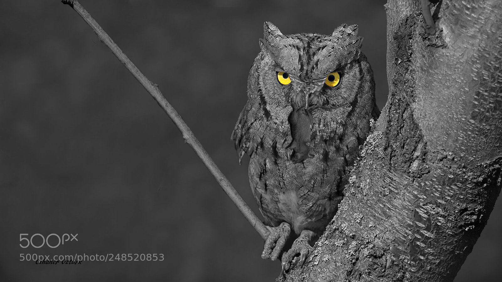 Canon EOS 7D Mark II sample photo. European scops owl. photography