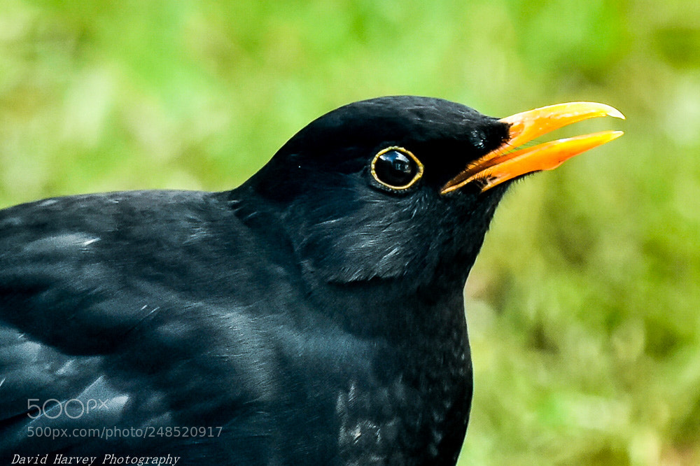 Nikon D7200 sample photo. Seeing eye to eye photography
