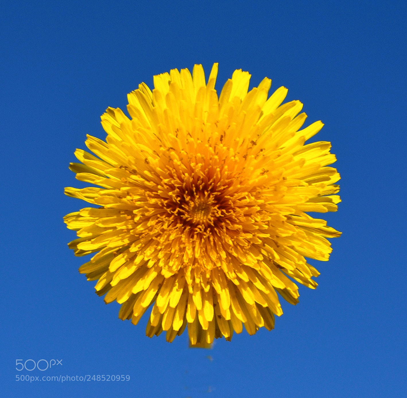 Nikon D7200 sample photo. Gold daisy flower photography