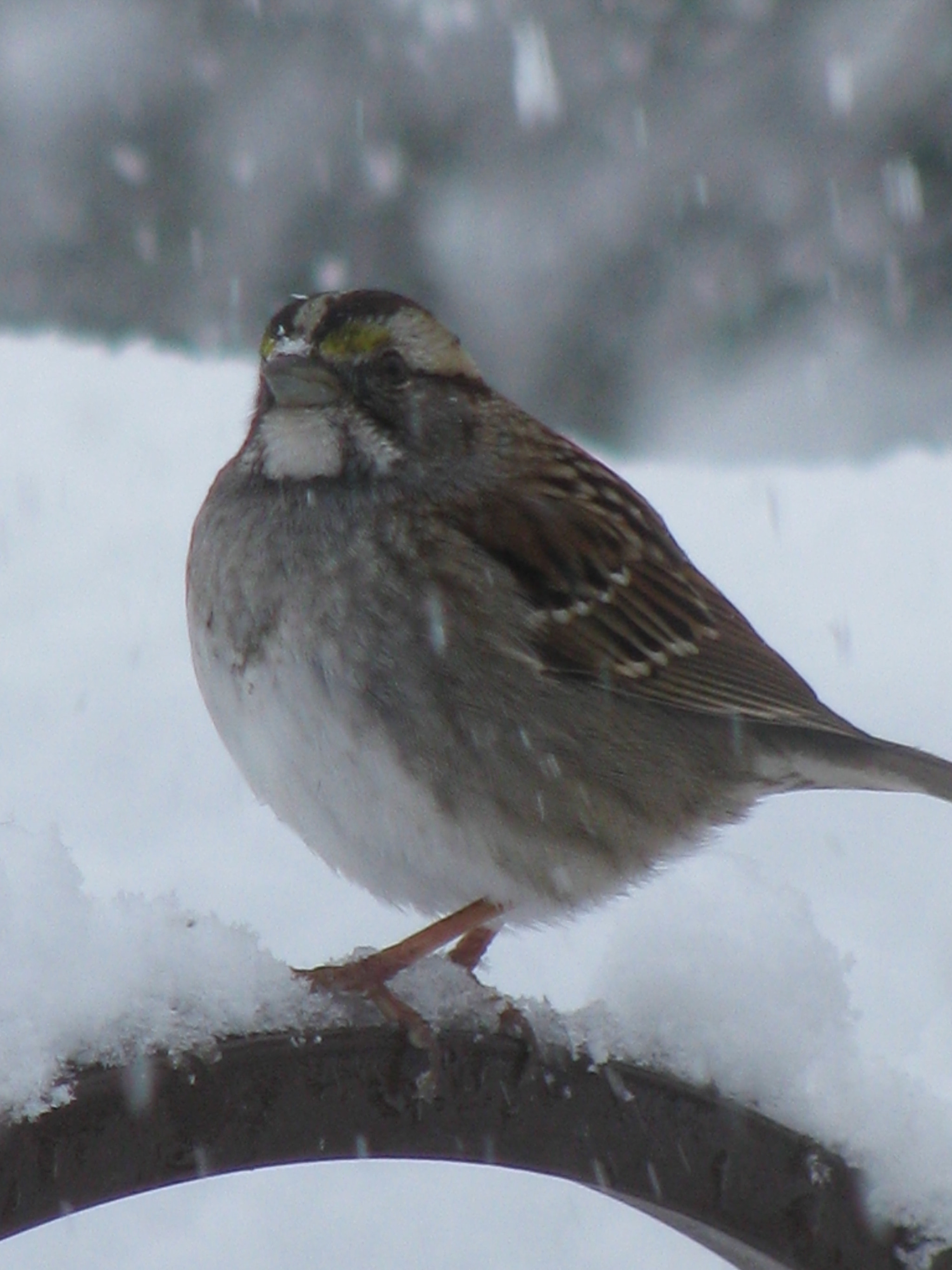 Canon POWERSHOT SX100 IS sample photo. Birds in noreaster 2018 photography