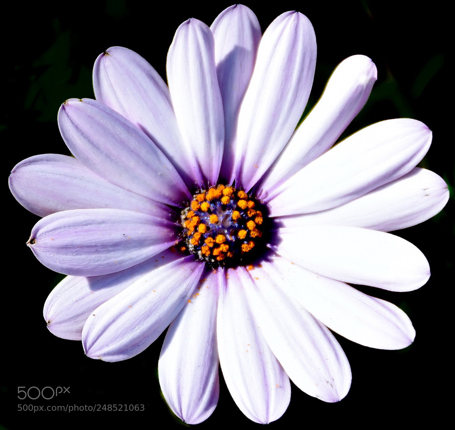Nikon D7200 sample photo. A white and purple photography