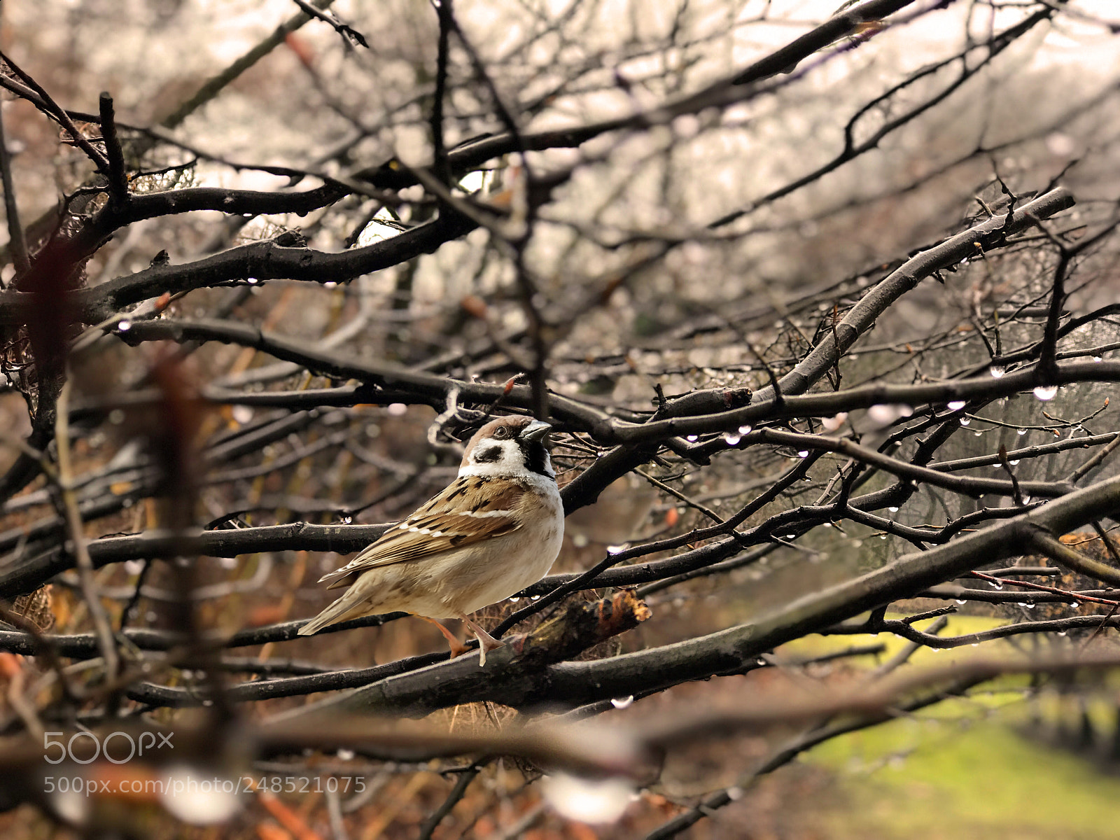 Apple iPhone 7 Plus sample photo. Vogel photography