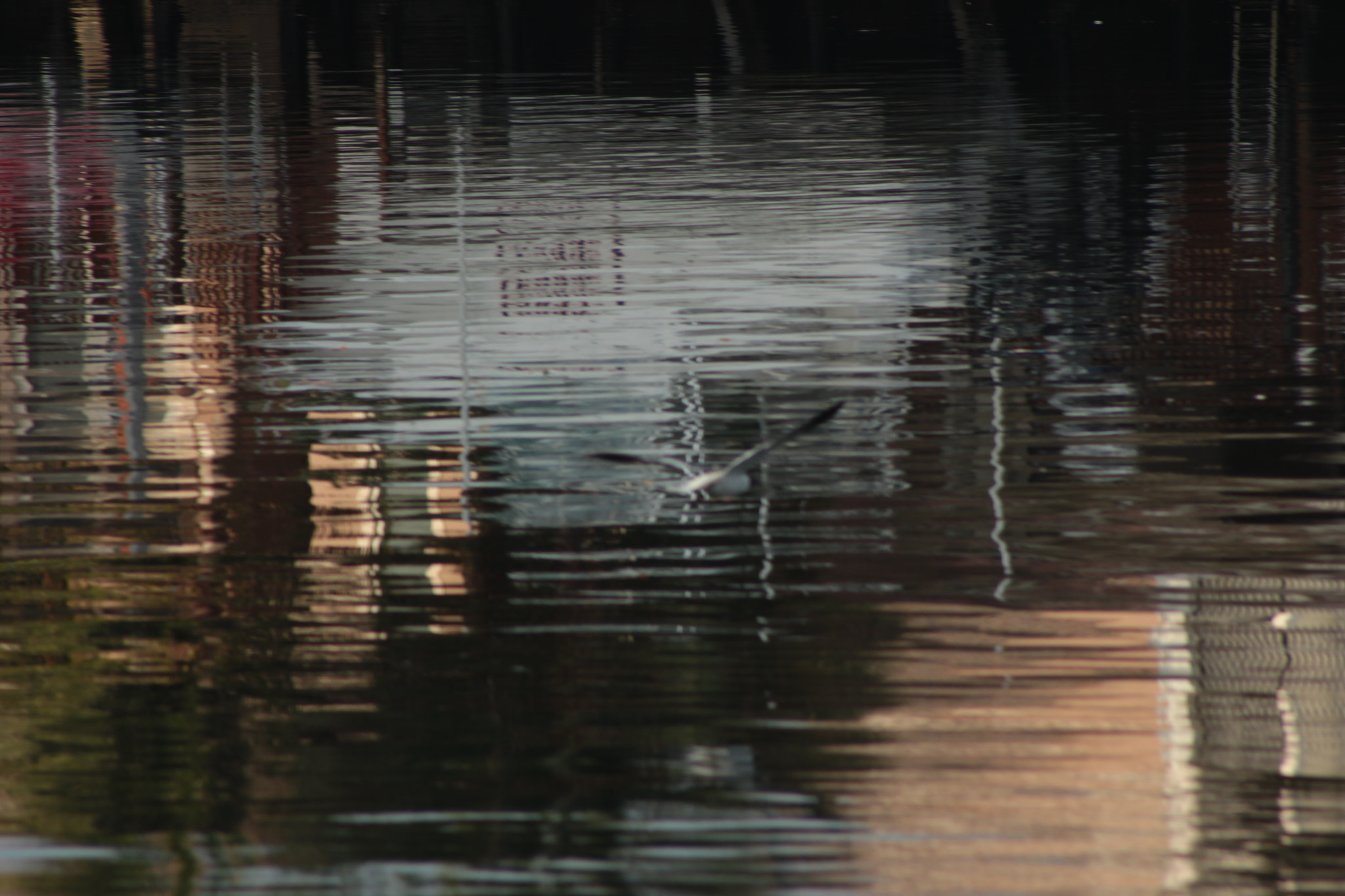 Canon EF 75-300mm f/4-5.6 sample photo. Img photography