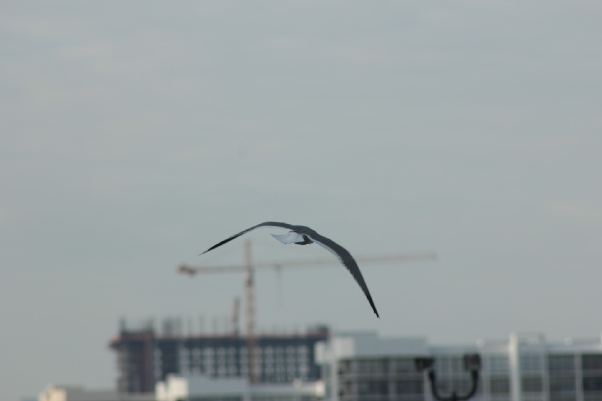 Canon EF 75-300mm f/4-5.6 sample photo. Img photography