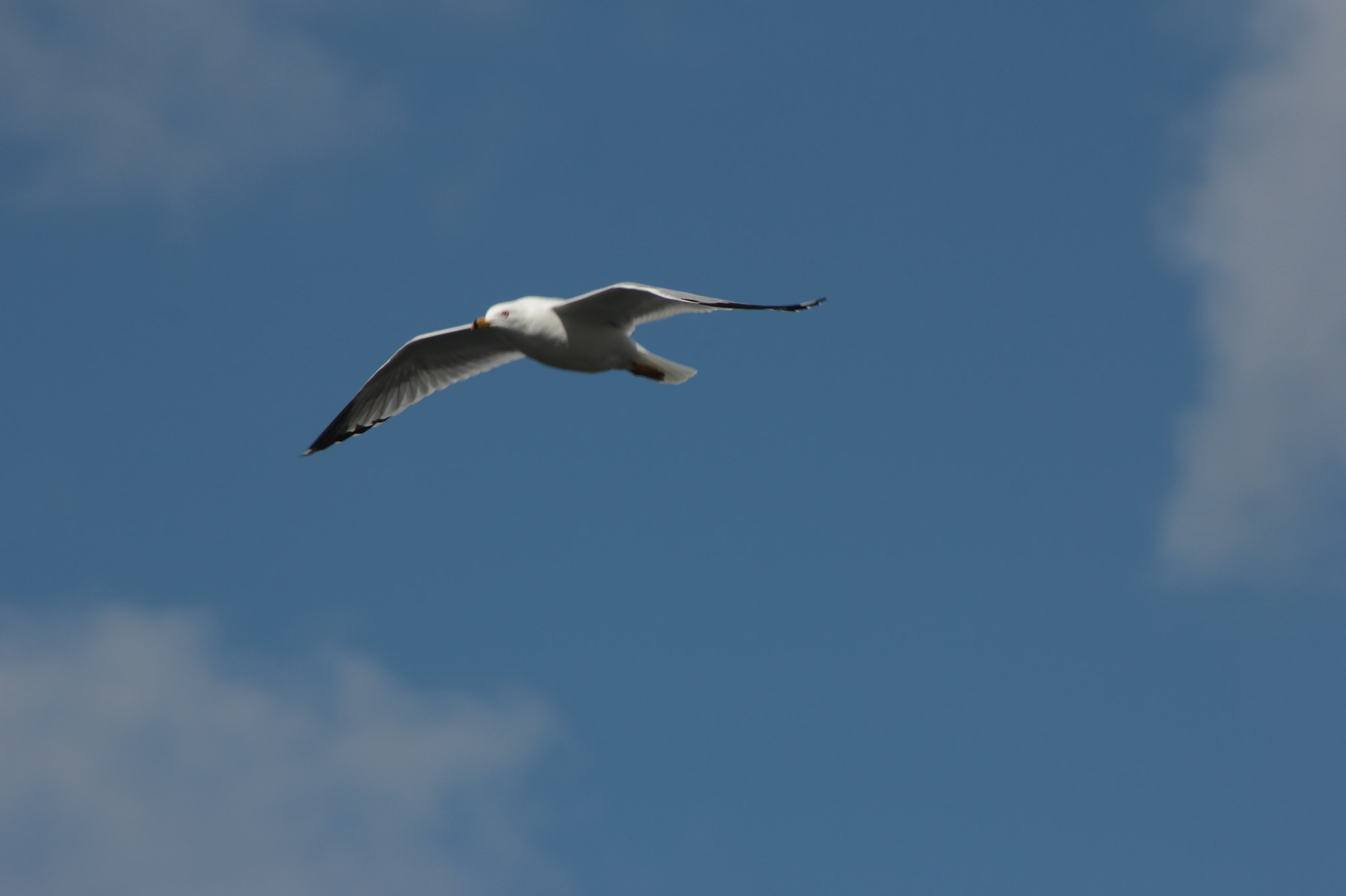 Canon EF 75-300mm f/4-5.6 sample photo. Img photography