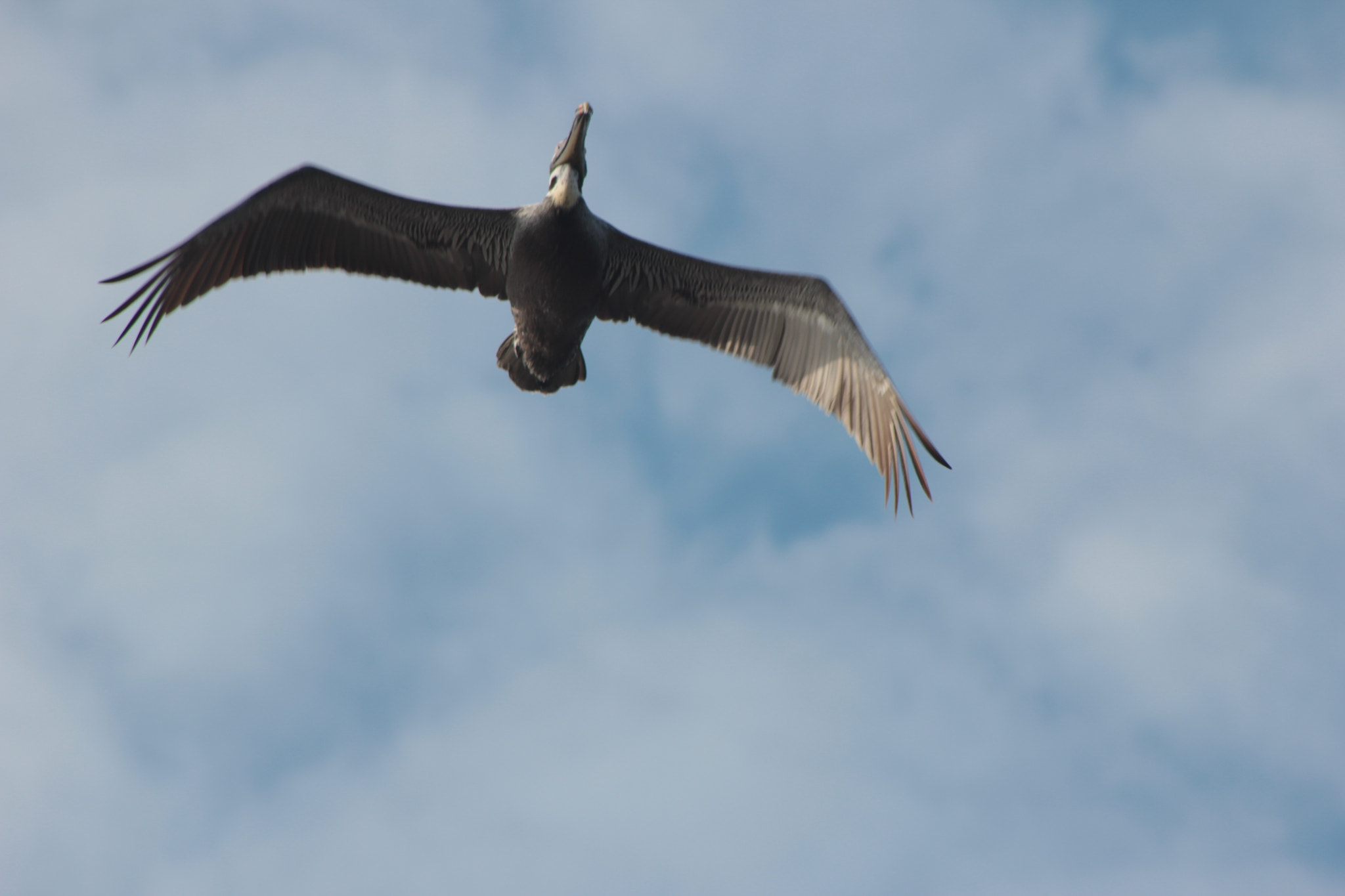 Canon EF 75-300mm f/4-5.6 sample photo. Img photography