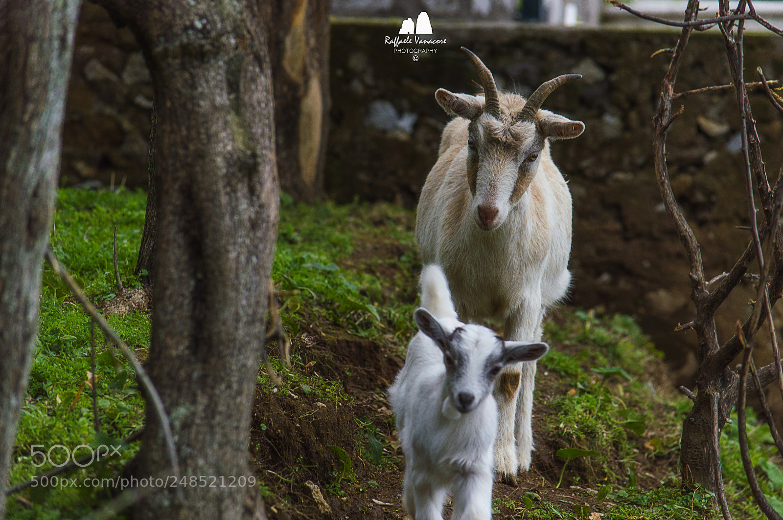 Nikon D3200 sample photo. My goats photography