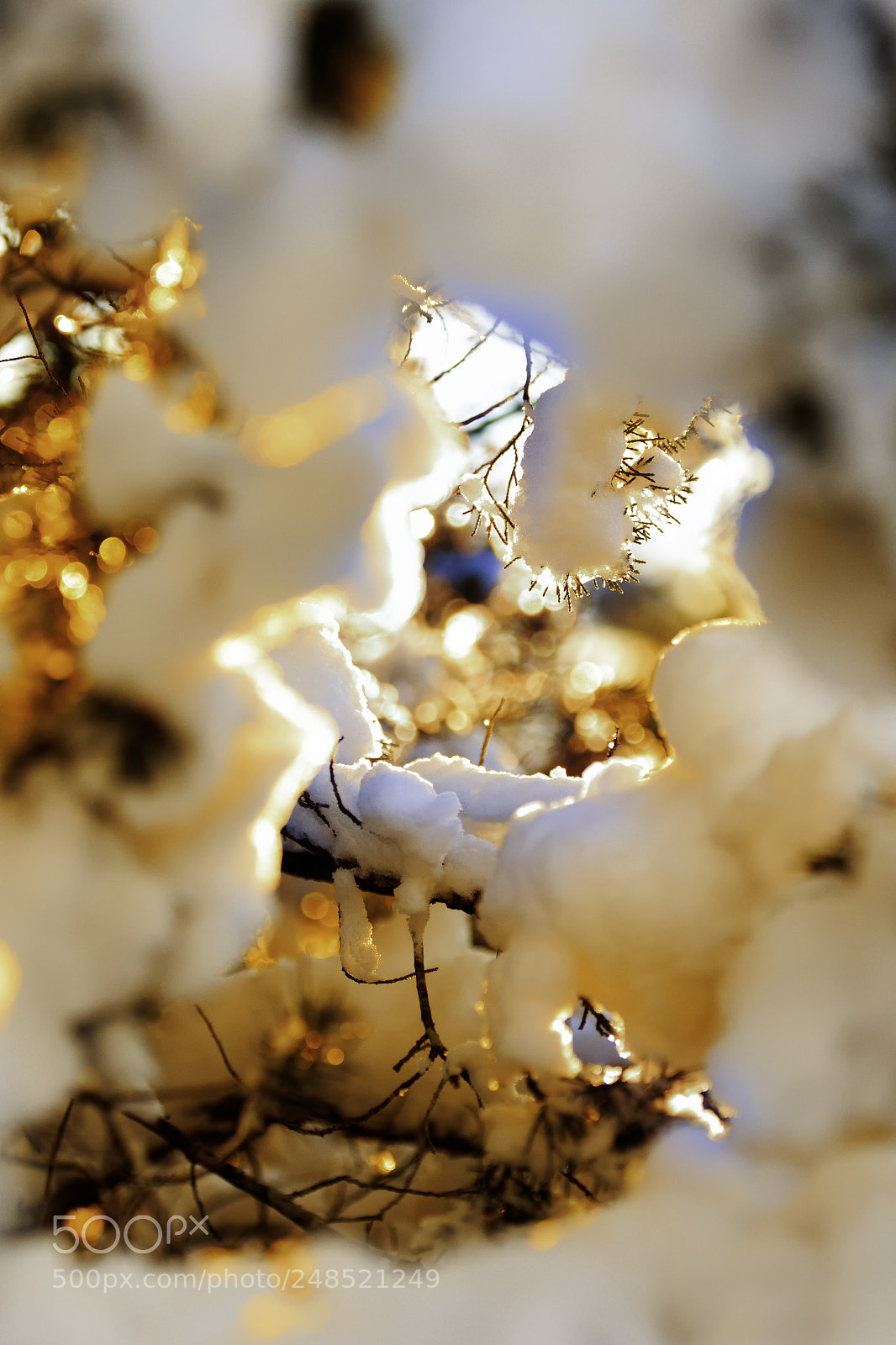 Canon EOS 7D Mark II sample photo. Winter sunny forest landscape. photography