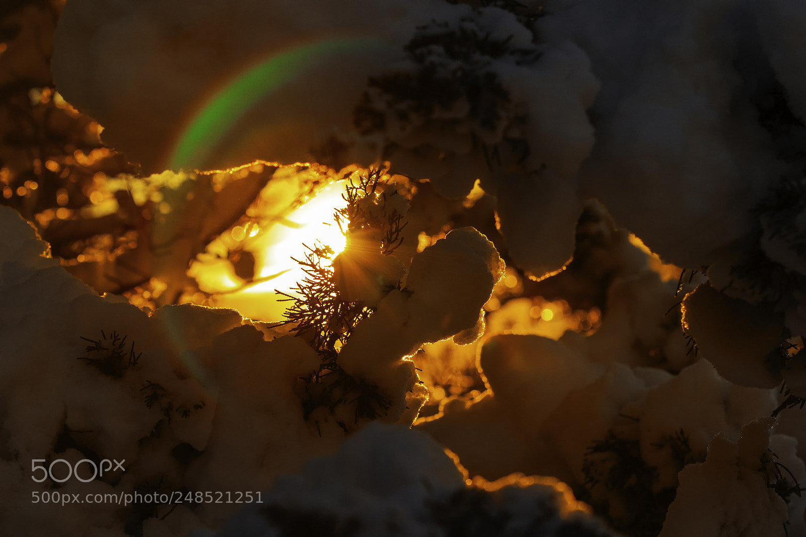 Canon EOS 7D Mark II sample photo. Winter sunny forest landscape. photography