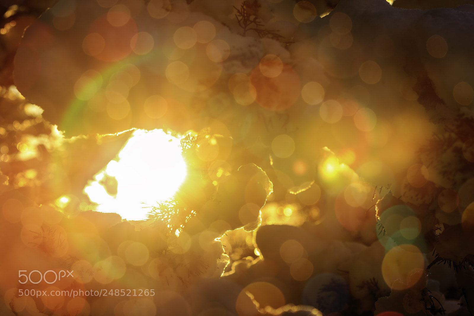 Canon EOS 7D Mark II sample photo. Winter sunny forest landscape. photography