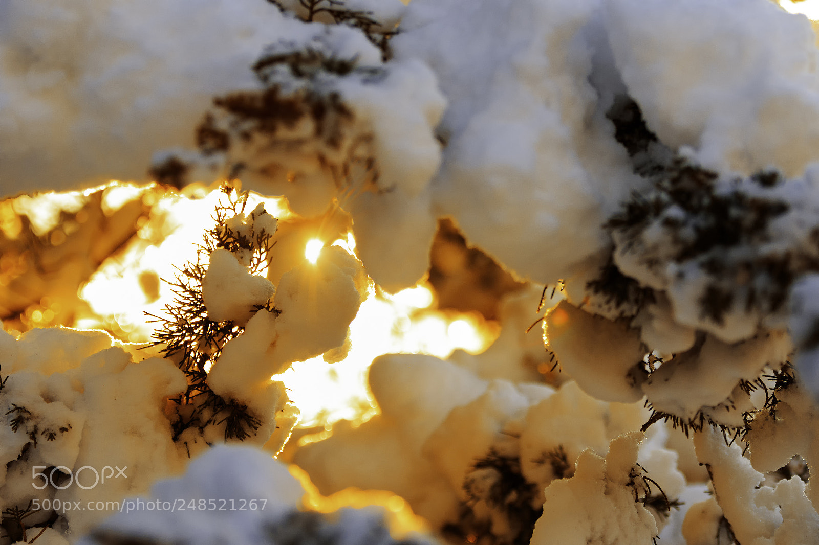 Canon EOS 7D Mark II sample photo. Winter sunny forest landscape. photography