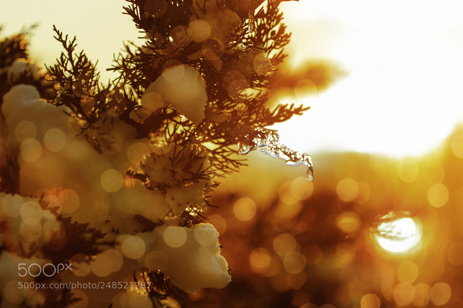 Canon EOS 7D Mark II sample photo. Winter sunny forest landscape. photography