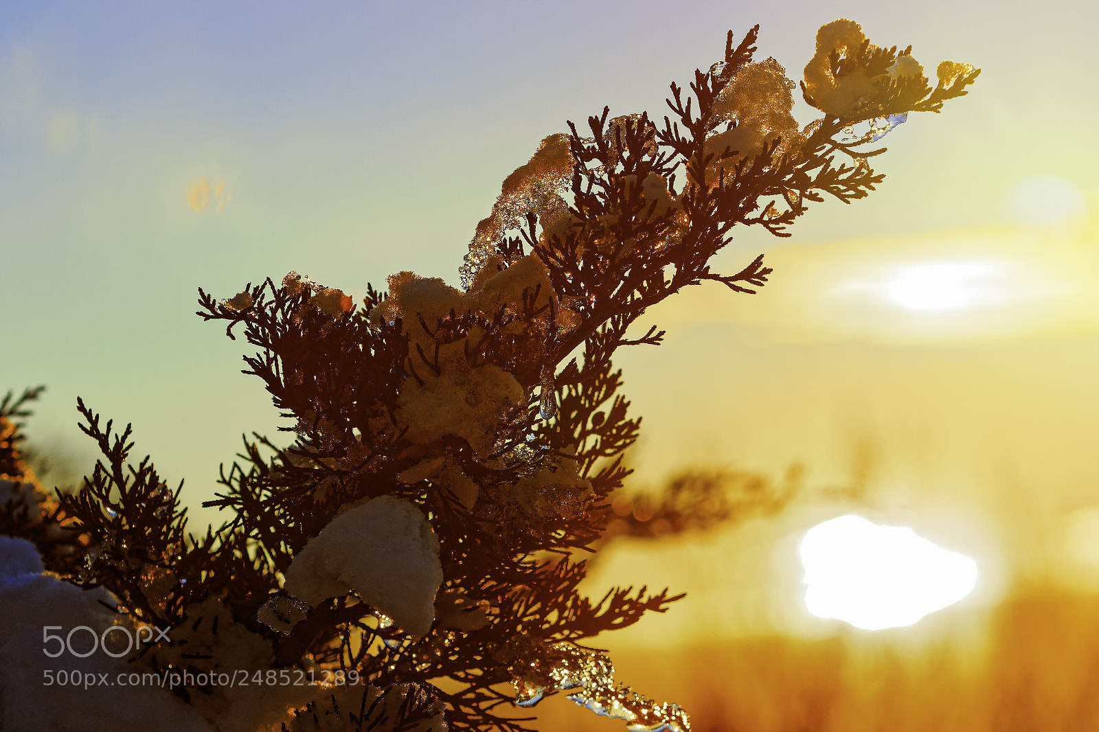 Canon EOS 7D Mark II sample photo. Winter sunny forest landscape. photography
