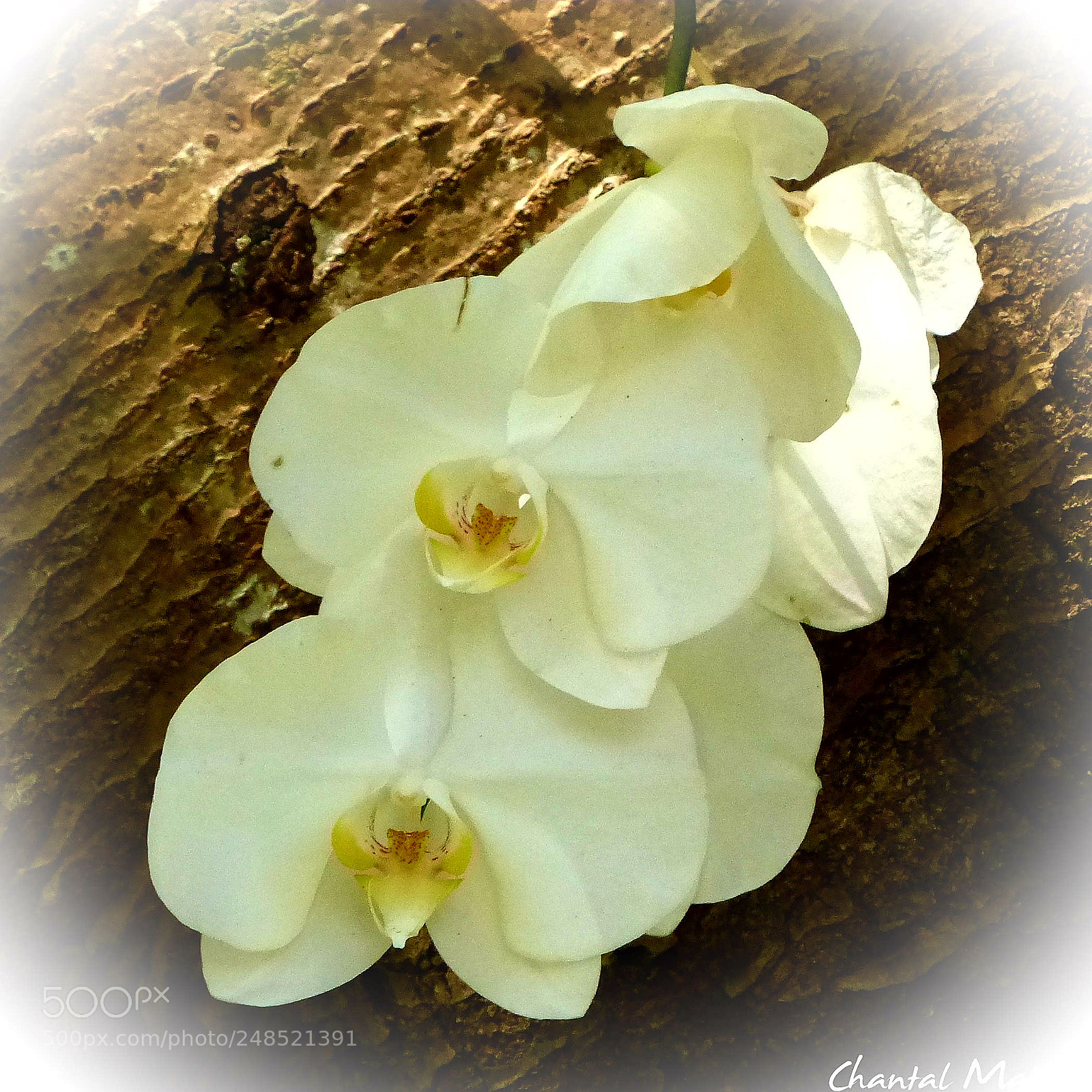 Panasonic Lumix DMC-FZ200 sample photo. Flower photography