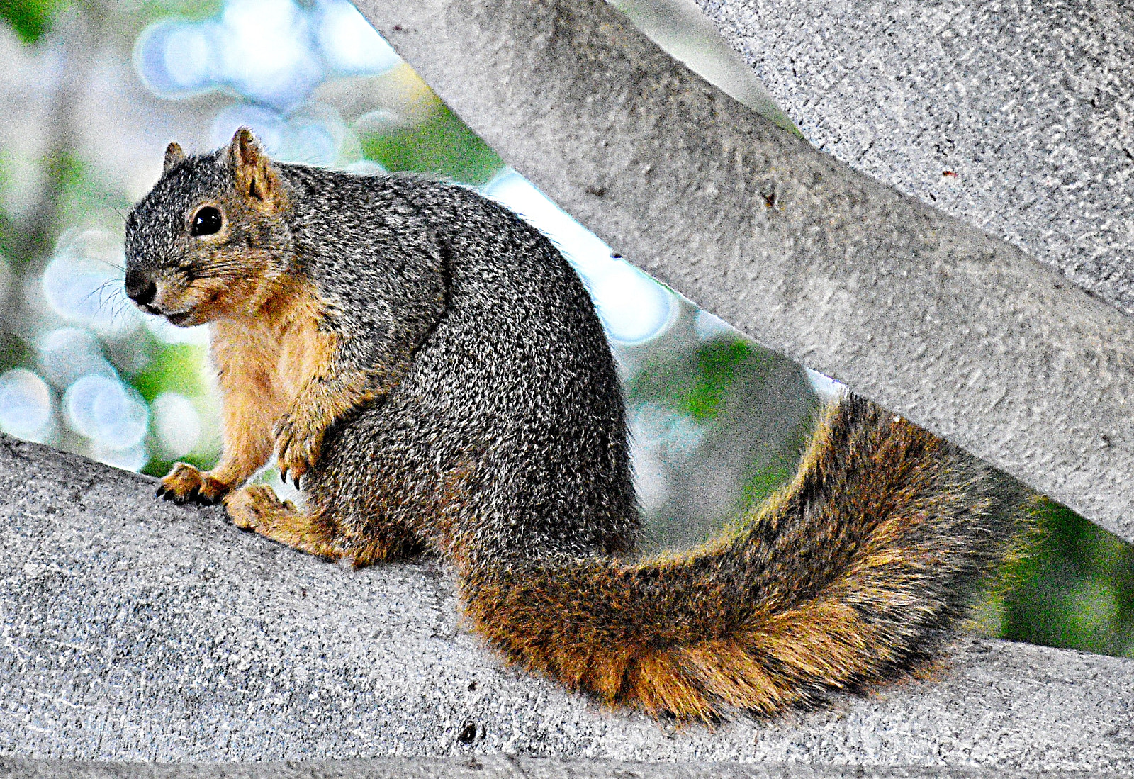 Nikon D7200 sample photo. Squirrel looking at you photography