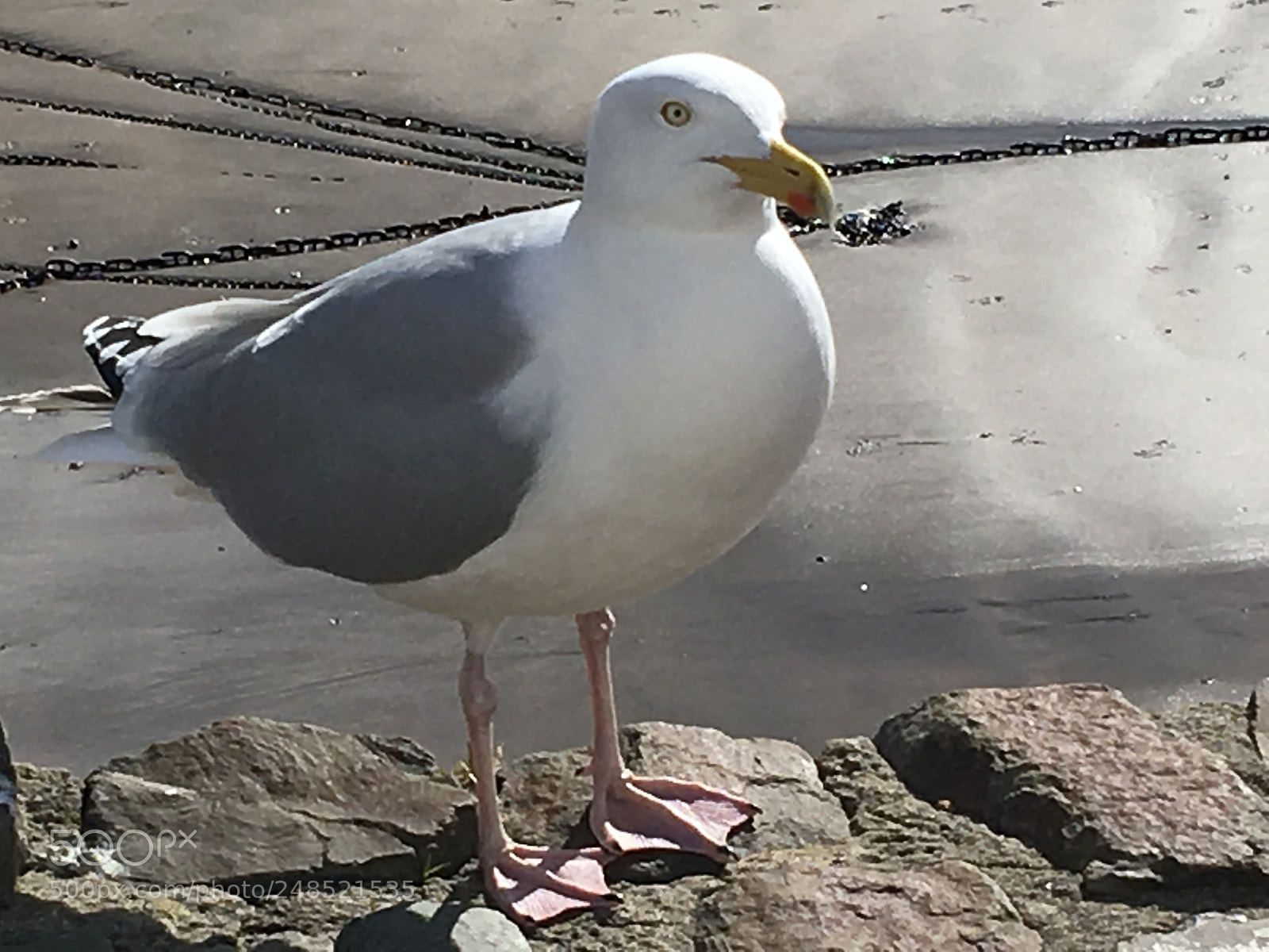 Apple iPhone SE sample photo. Seagull on the wall photography