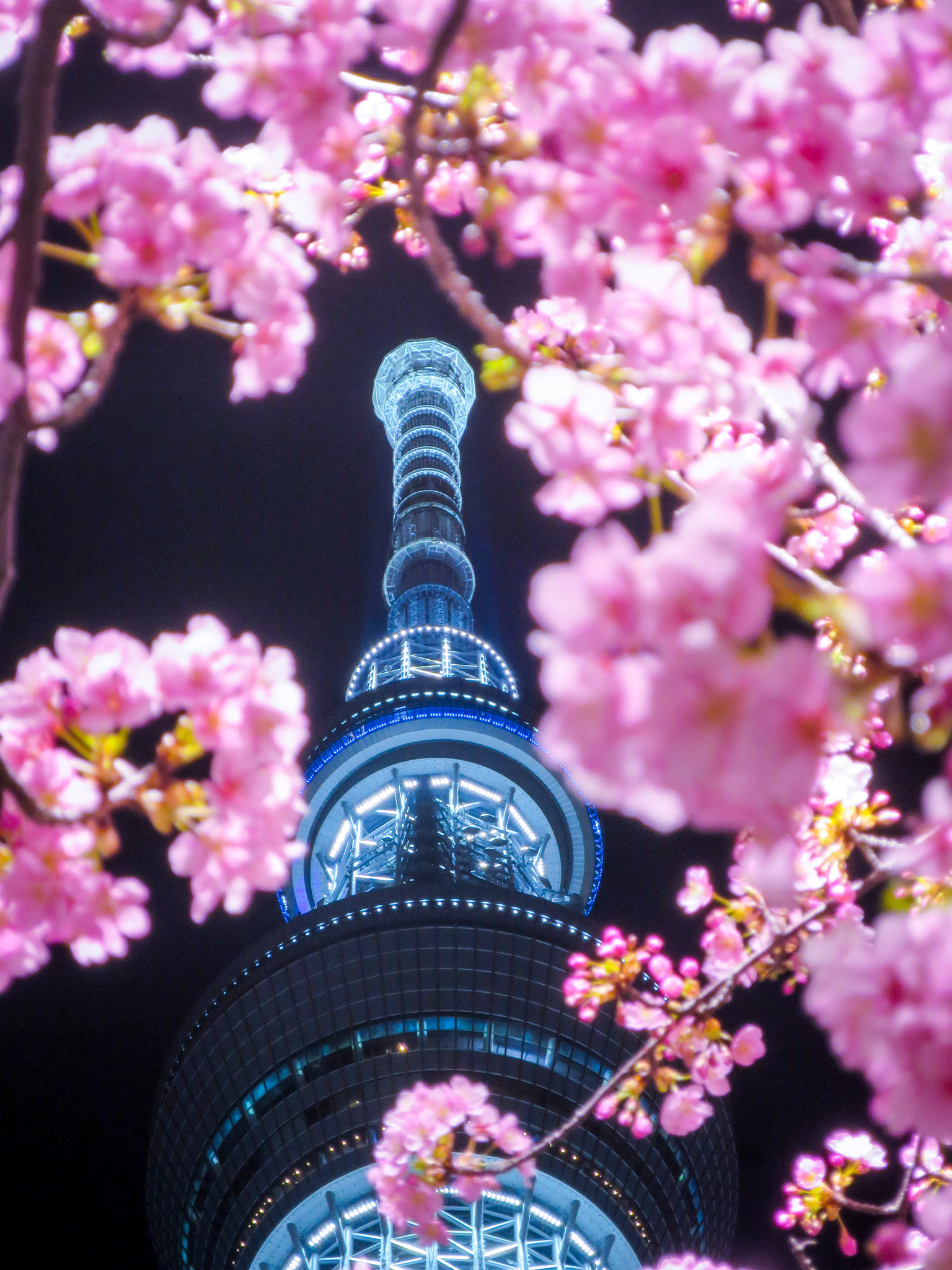 Canon PowerShot S120 sample photo. Cherry blossoms in full bloom and tokyo skytree photography