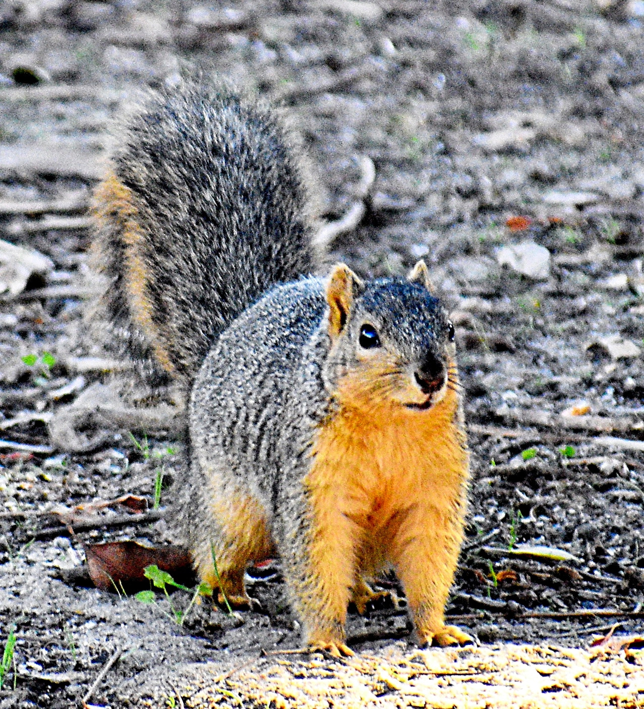 Nikon D7200 sample photo. Squirrel looking at you photography