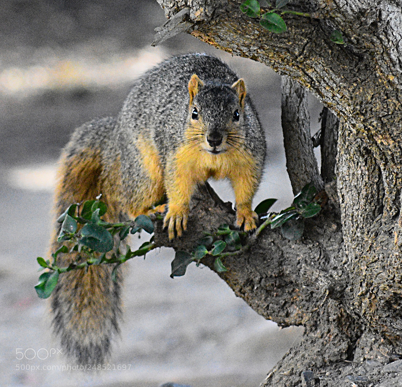 Nikon D7200 sample photo. Squirrel looking at you photography