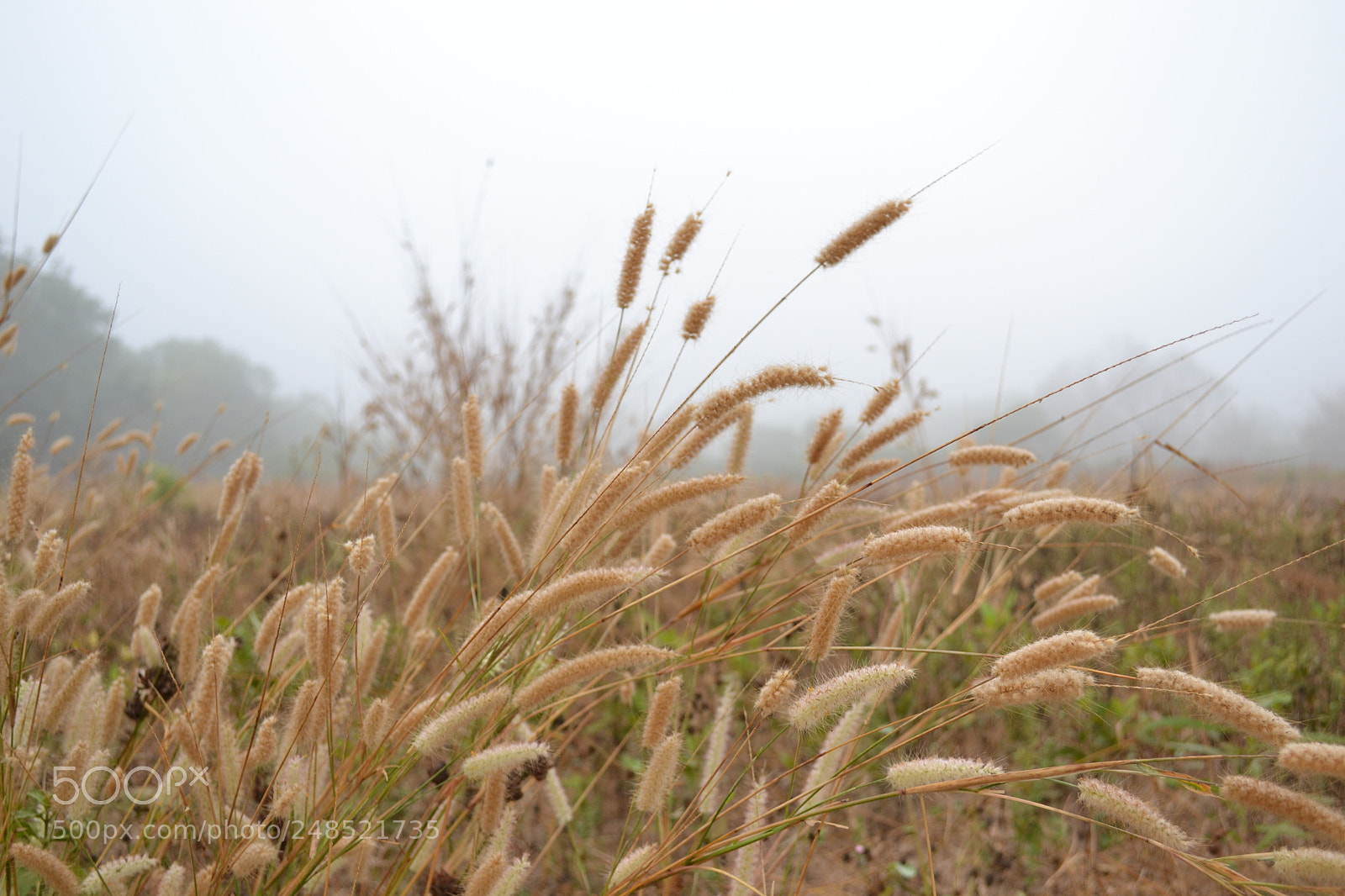 Nikon D3100 sample photo. Morning grass photography