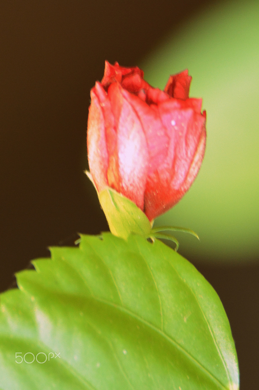 Nikon D5200 sample photo. Flower photography