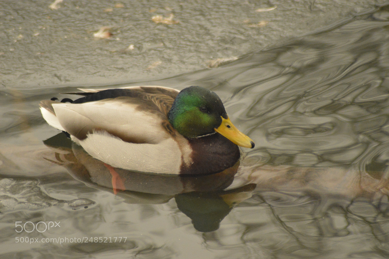 Nikon D3200 sample photo. Duck in water photography