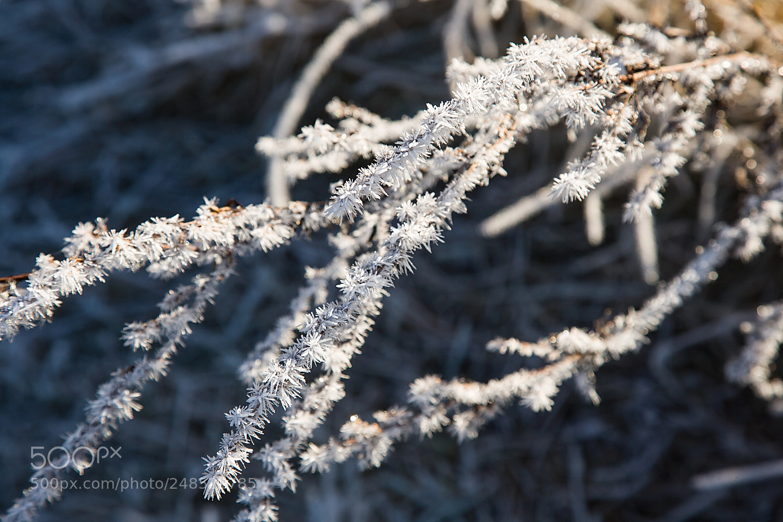 Canon EOS-1Ds Mark II sample photo. Frost photography