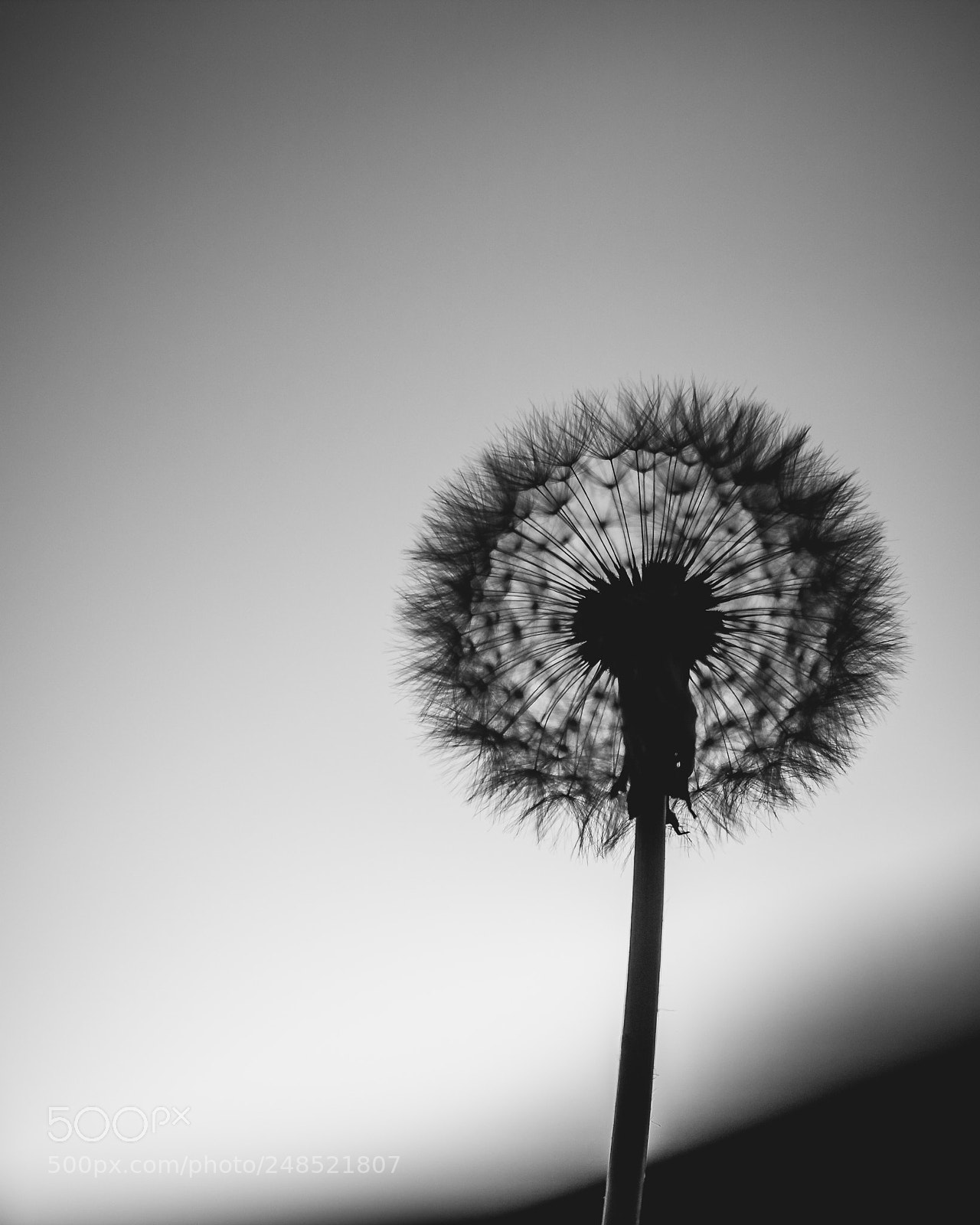Canon EOS 1200D (EOS Rebel T5 / EOS Kiss X70 / EOS Hi) sample photo. Dandelion photography
