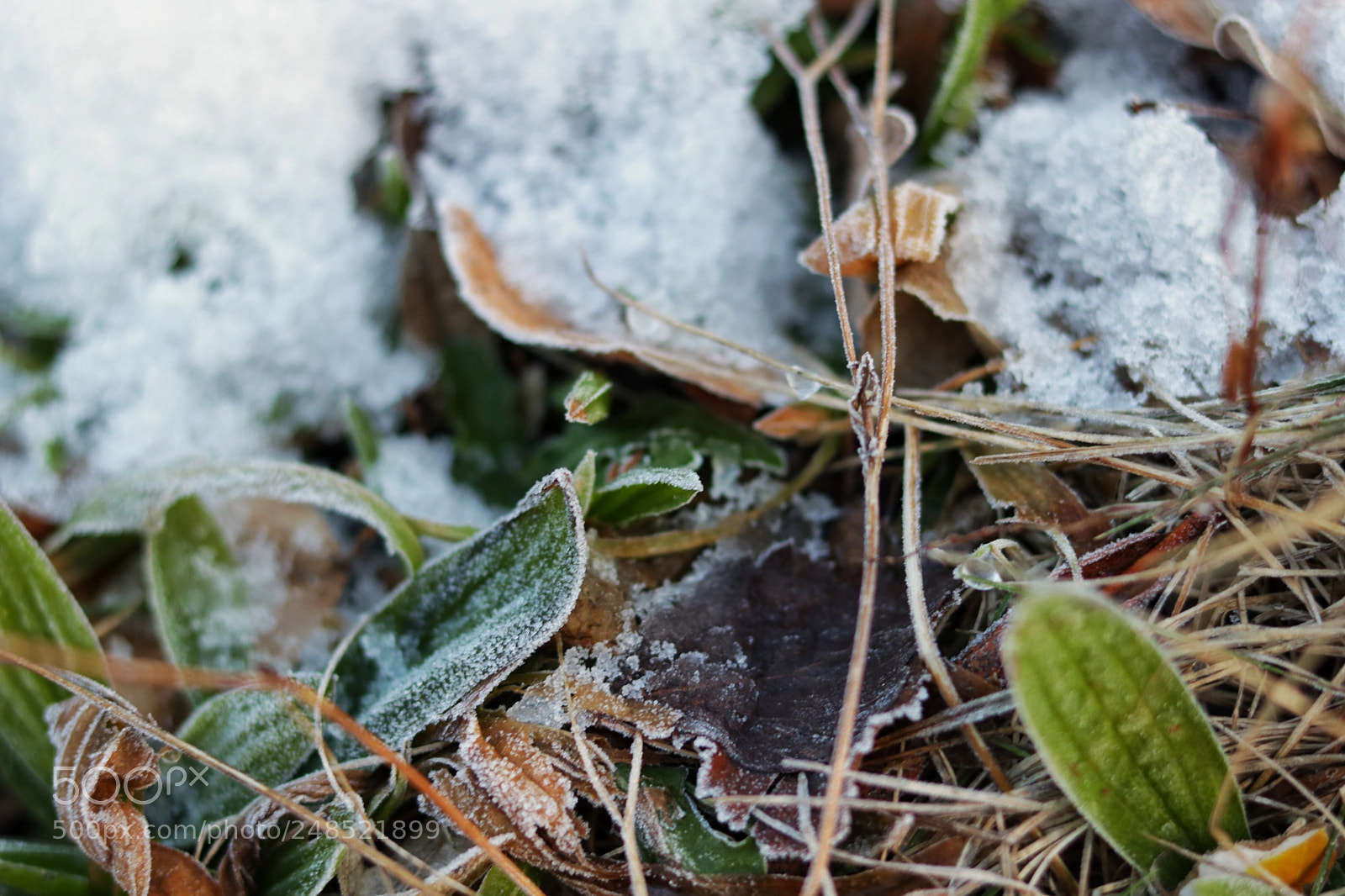 Canon EOS 760D (EOS Rebel T6s / EOS 8000D) sample photo. Frozen photography