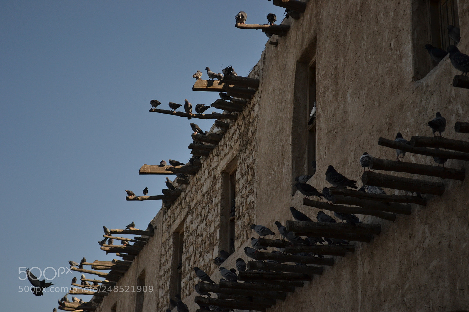 Nikon D3100 sample photo. Pigeons photography