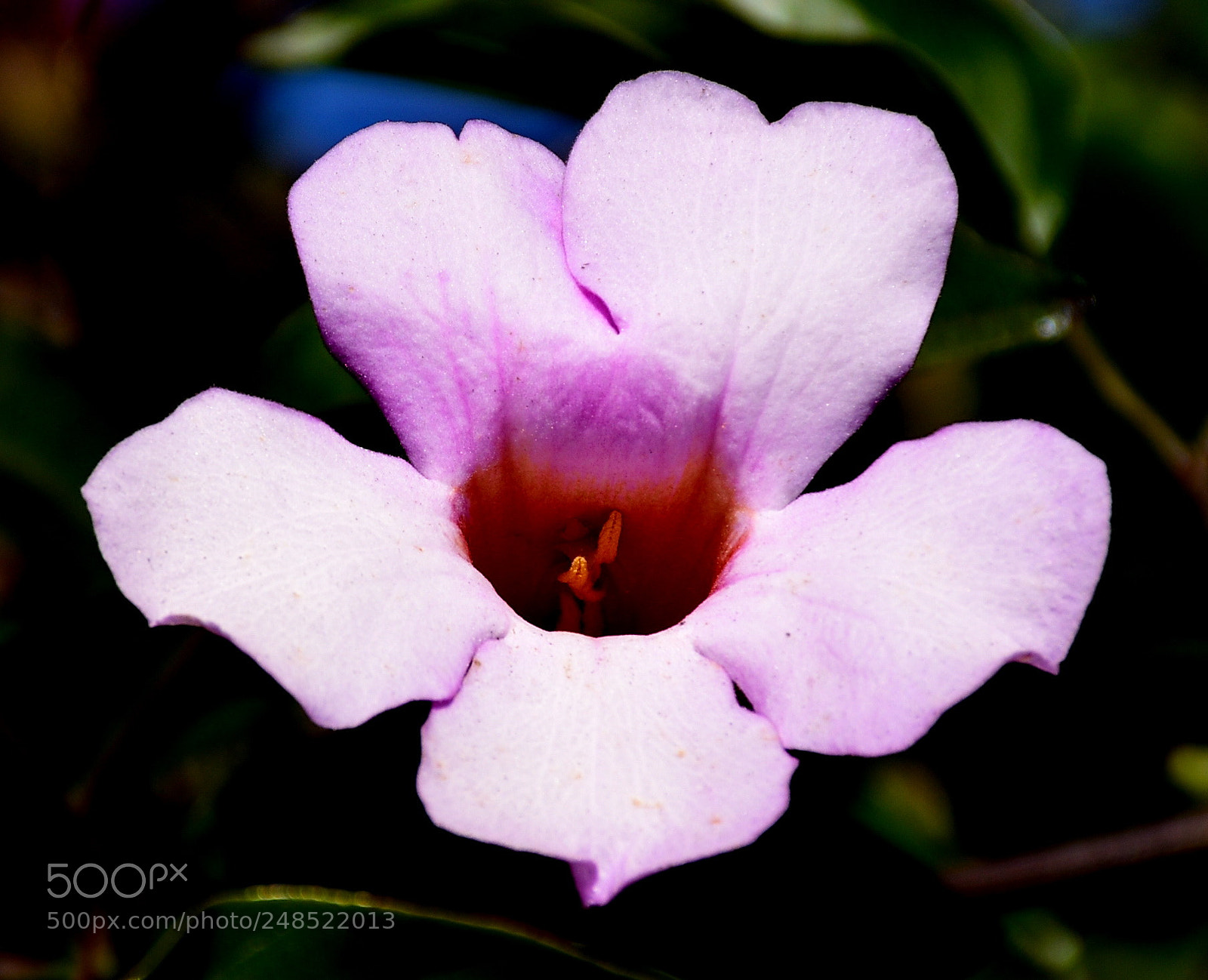Nikon D7200 sample photo. A delicate light purple photography