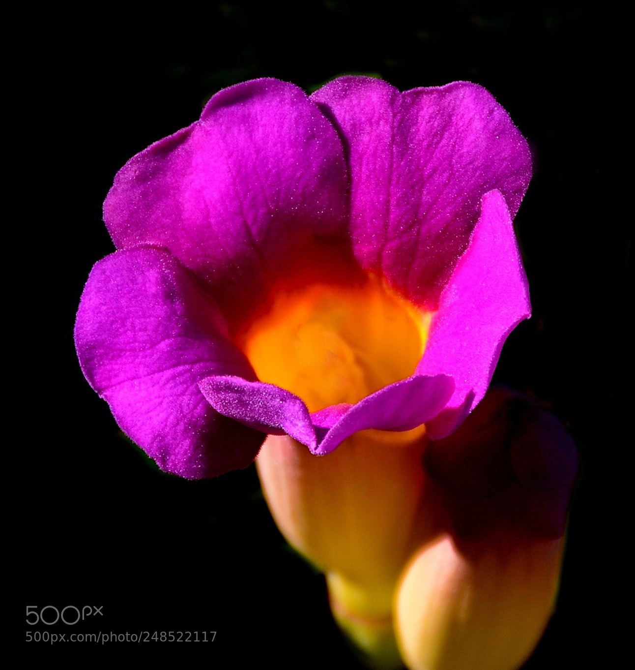 Nikon D7200 sample photo. A deep purple flower photography