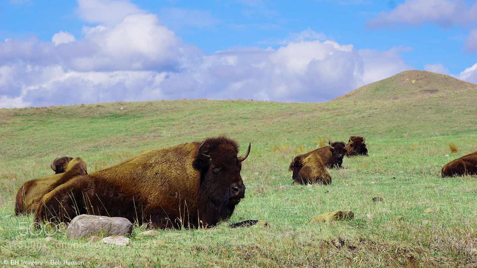 Sony a6000 sample photo. Black hills buffalo hrwm photography